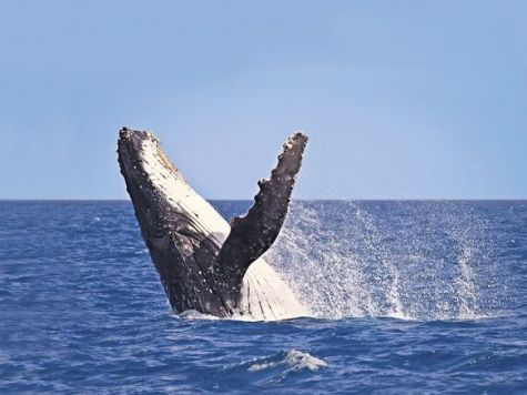 whalewatching main