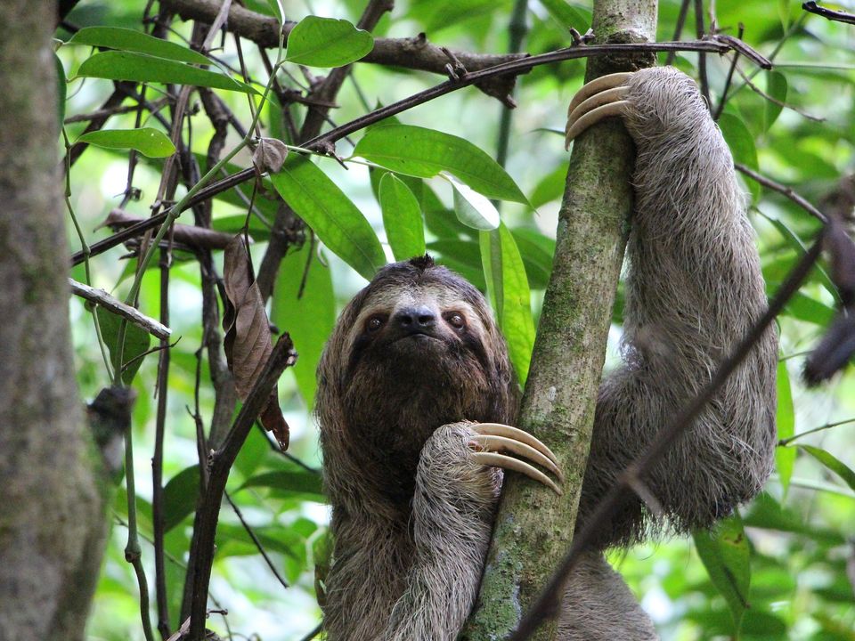 sloth
