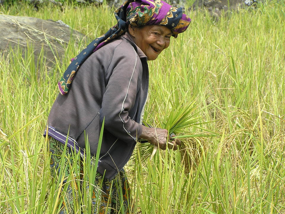 D Toraja Trekking ()