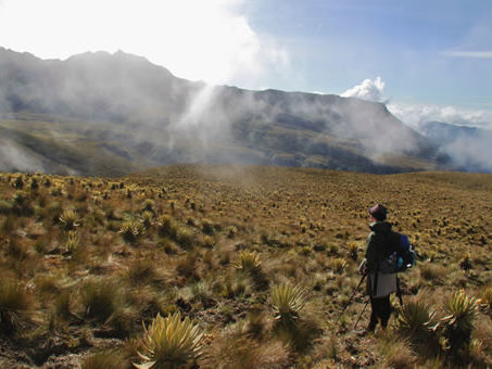 b Frailejon trekking