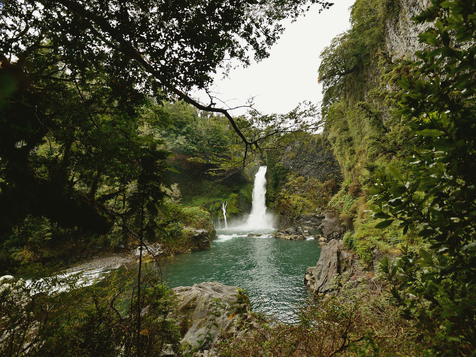 d omgeving Nothofagus