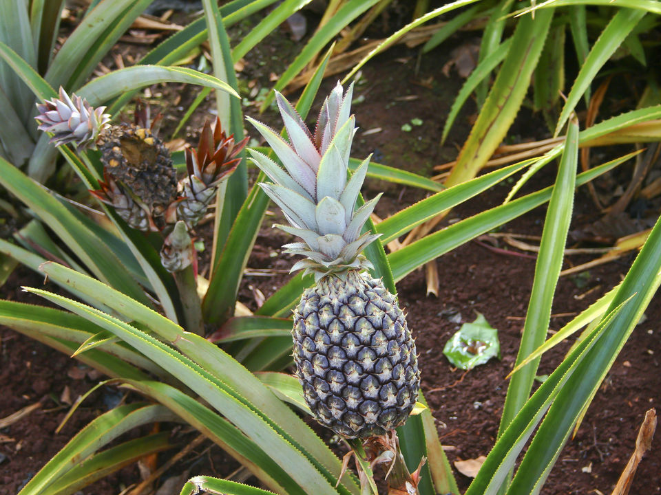 Ananas comosus, Dole Pineapple Plantation, Oahu, Hawaii, USA