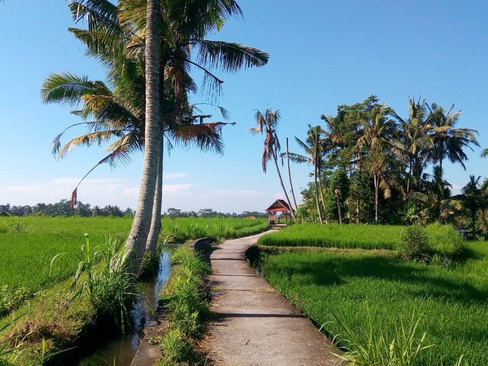 Baik Bike   North Ubud Biking Moderate Trip Header