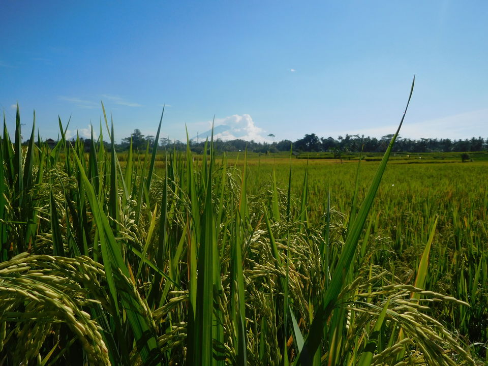 Baik Bike   North Ubud Biking Moderate Trip programma