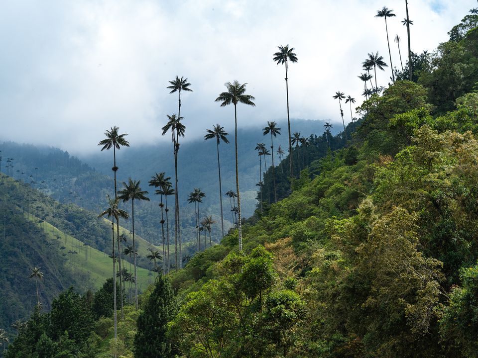 Dan gold corcora colombia