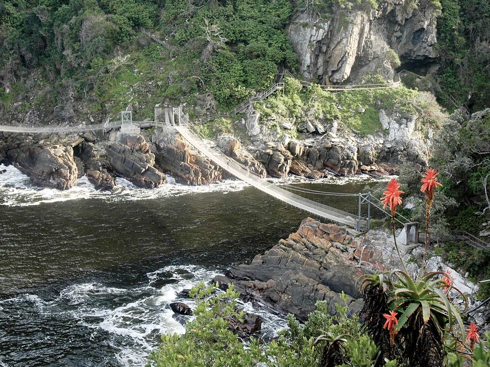 Dolphin Trail header