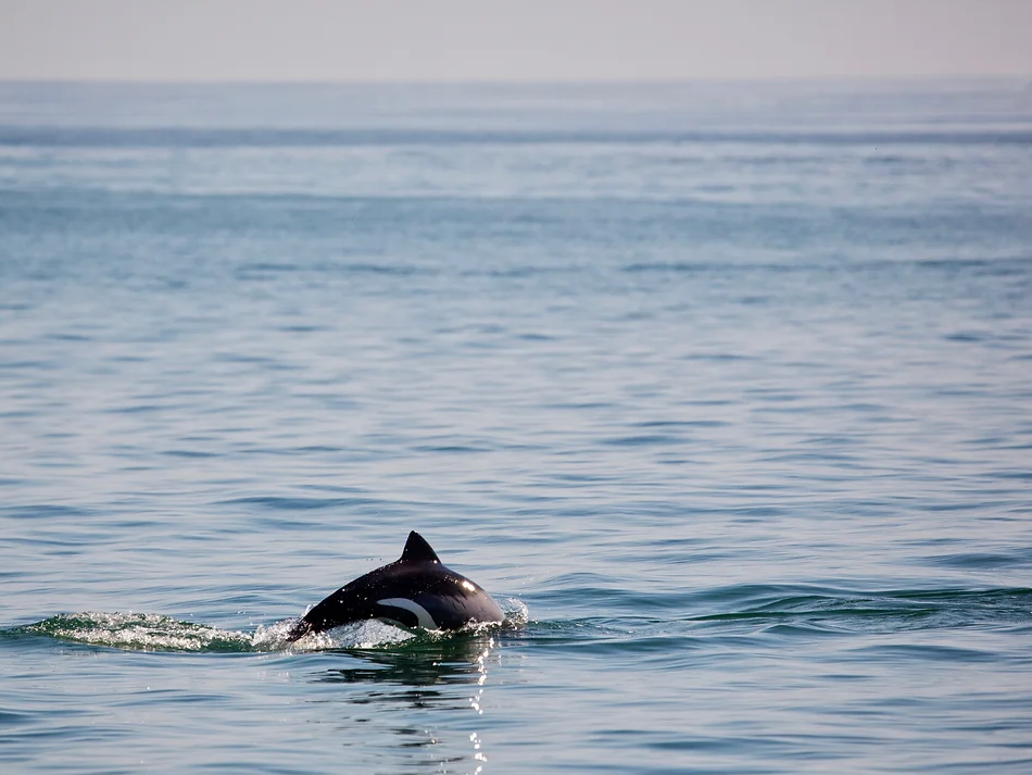 Dolphin cruise