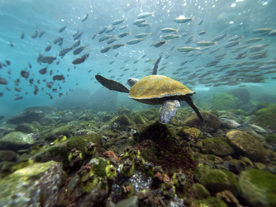 Galapagos reis