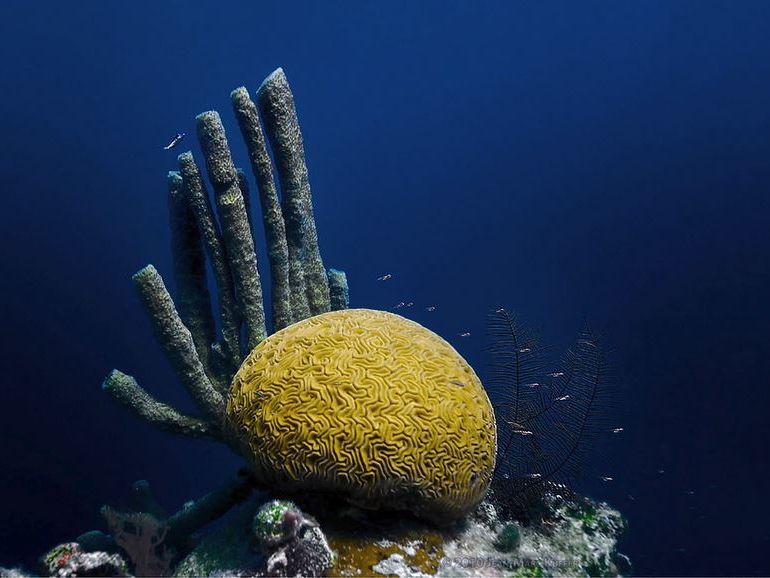 Great Blue Hole footer