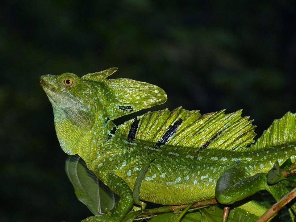 Manatus dag