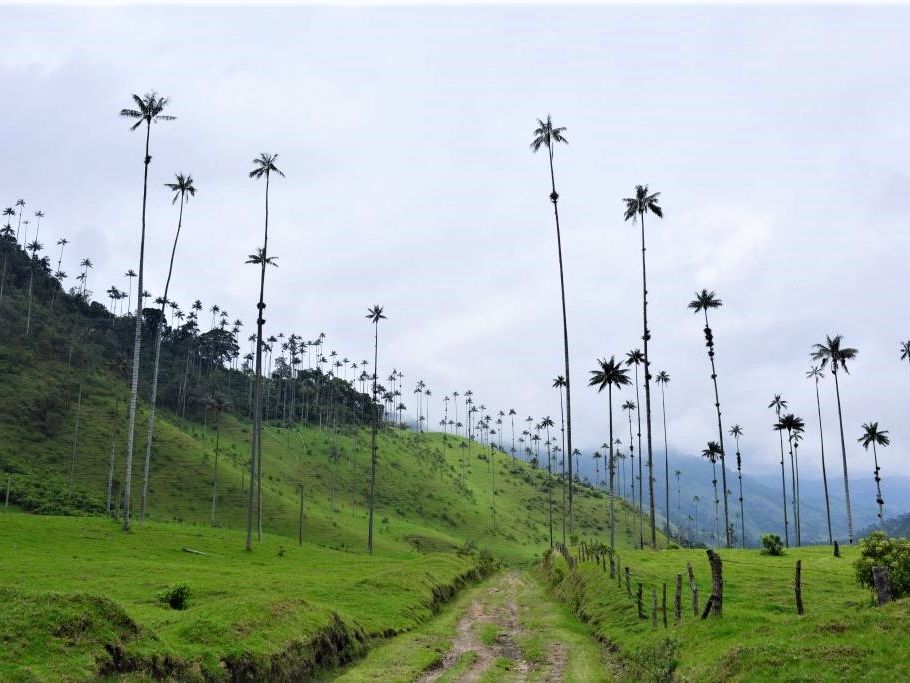 Mirador de Cocora