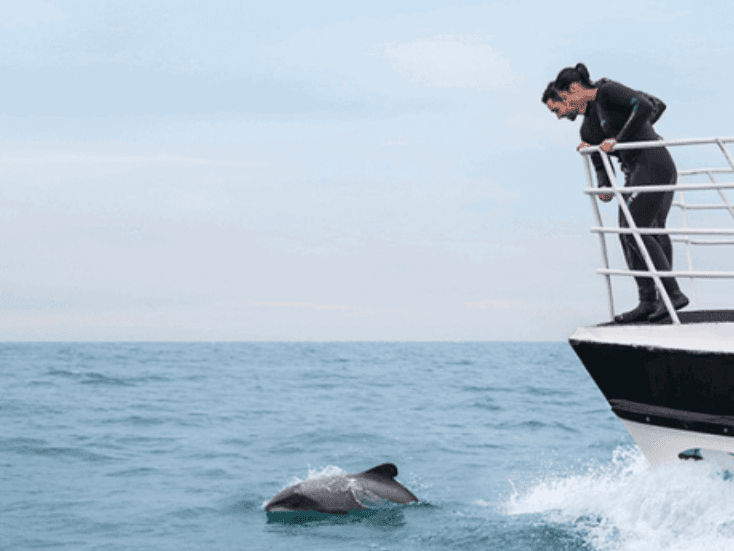 Nieuw Zeeland Rondreis Akaroa Vamonos Travels Dolfijn Boottocht Baai