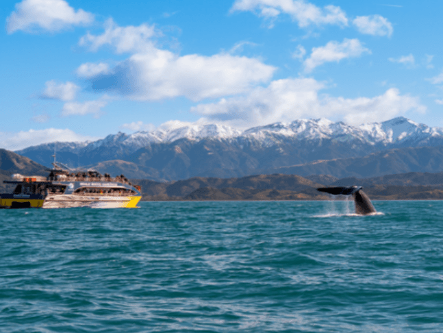 Nieuw Zeeland Rondreis Kaikoura Vamonos Travels Whales Walvissen Cruise Wildlife Boottocht Natuur