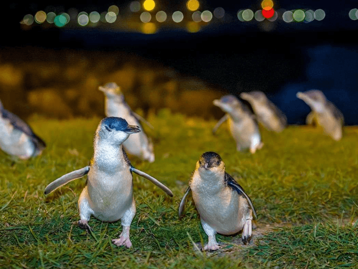 Nieuw Zeeland Rondreis Oamaru Vamonos Travels Little Blue Penguin Colony Avond Evening Viewing Kleinste pinguin