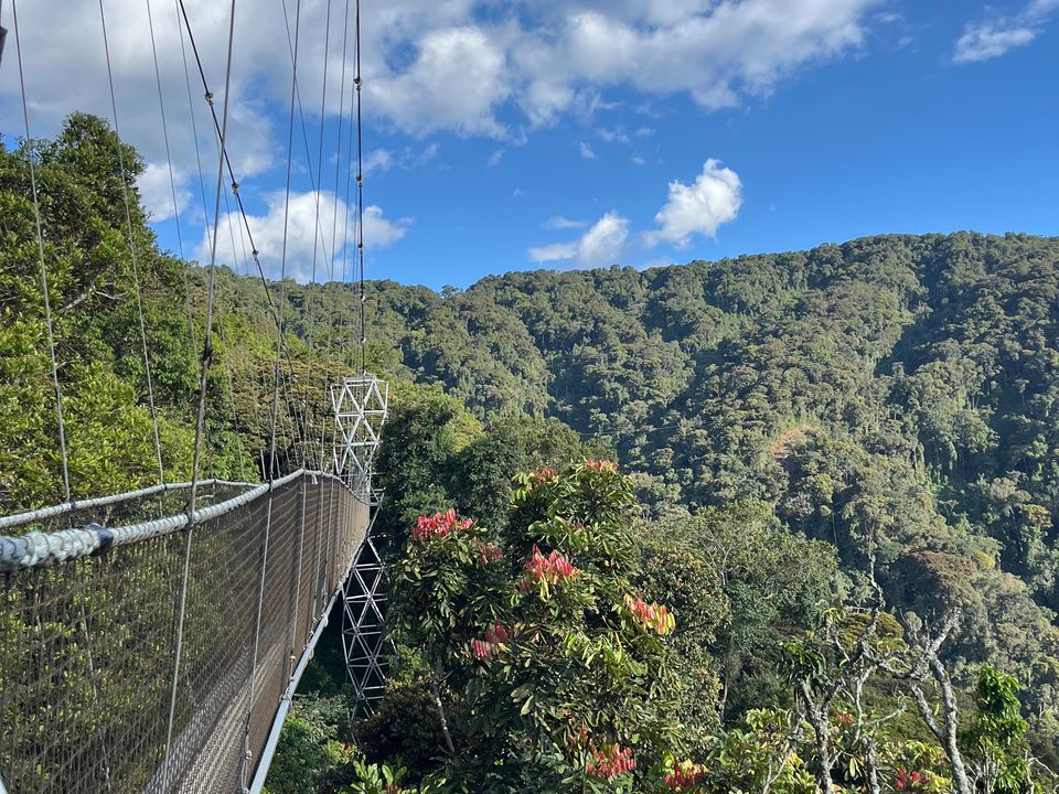 Nyungwe forest national park canopy walk hangbrug