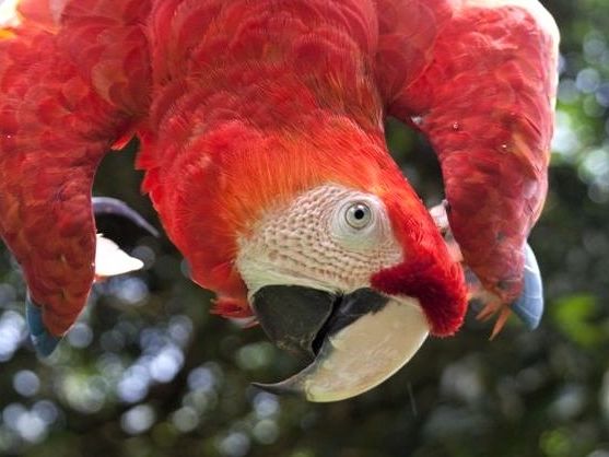 Rancho Corcovado dag
