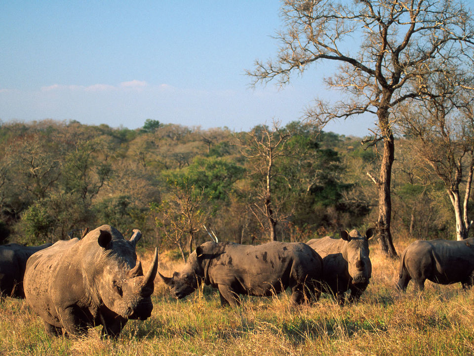 Rhino Ridge Safari Lodge omgeving