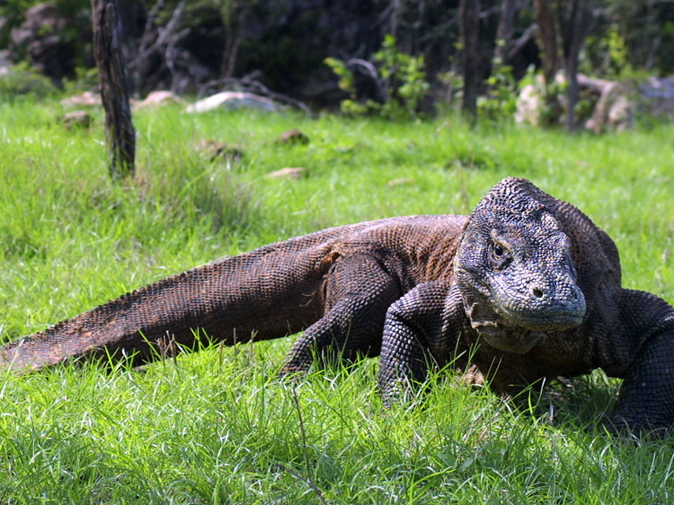 Rinca Komodo tour dag