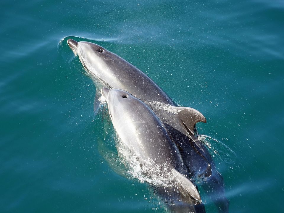 Rondreis Nieuw Zeeland Excursie Kaikoura Dolphin Cruise