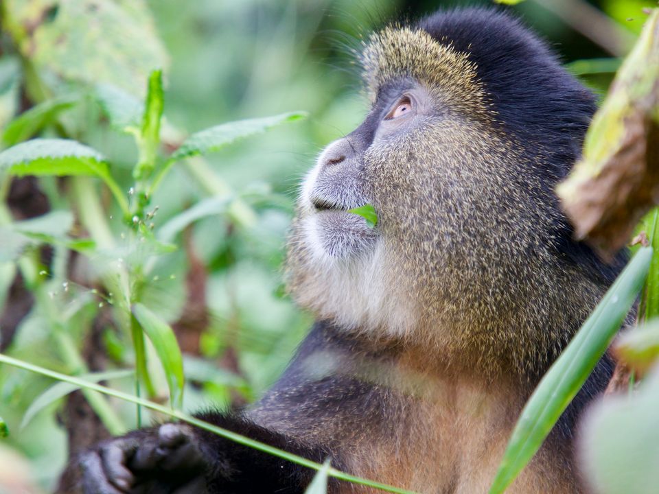 Rondreis Rwanda Nyungwe national park golden monkey trekking