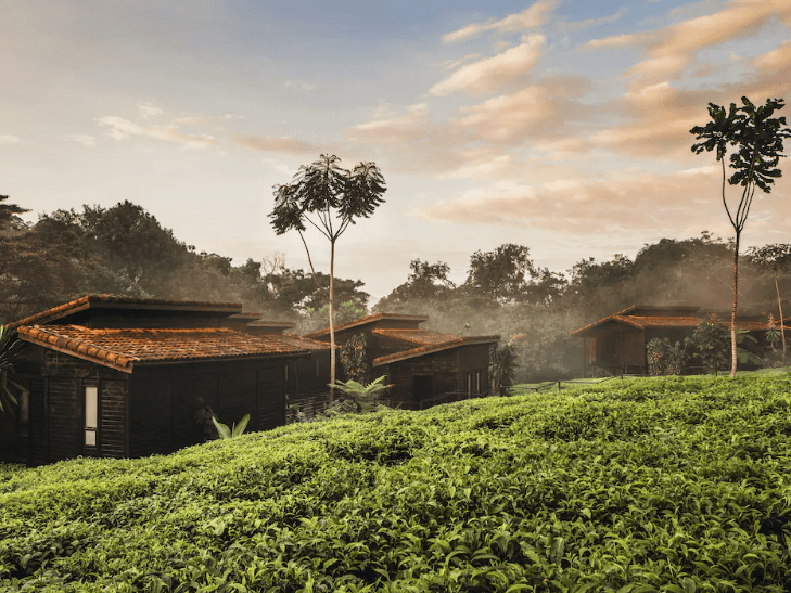 Rondreis Rwanda One  Only Nyungwe House theeplantages National park
