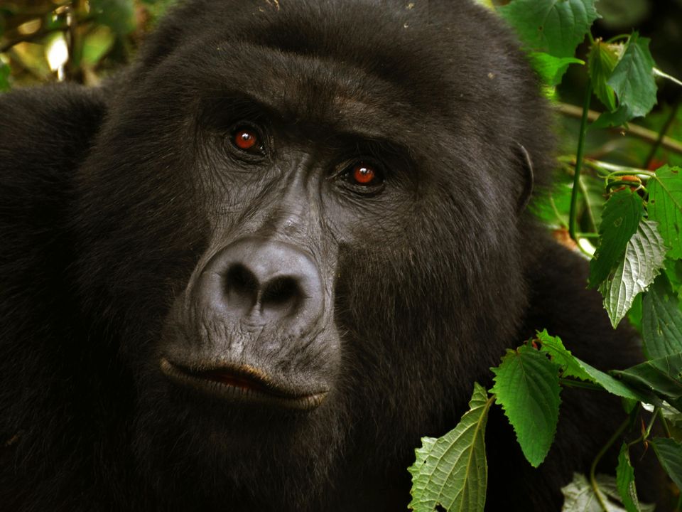 Rondreis Rwanda Volcanoes National Park Gorilla trekking tour