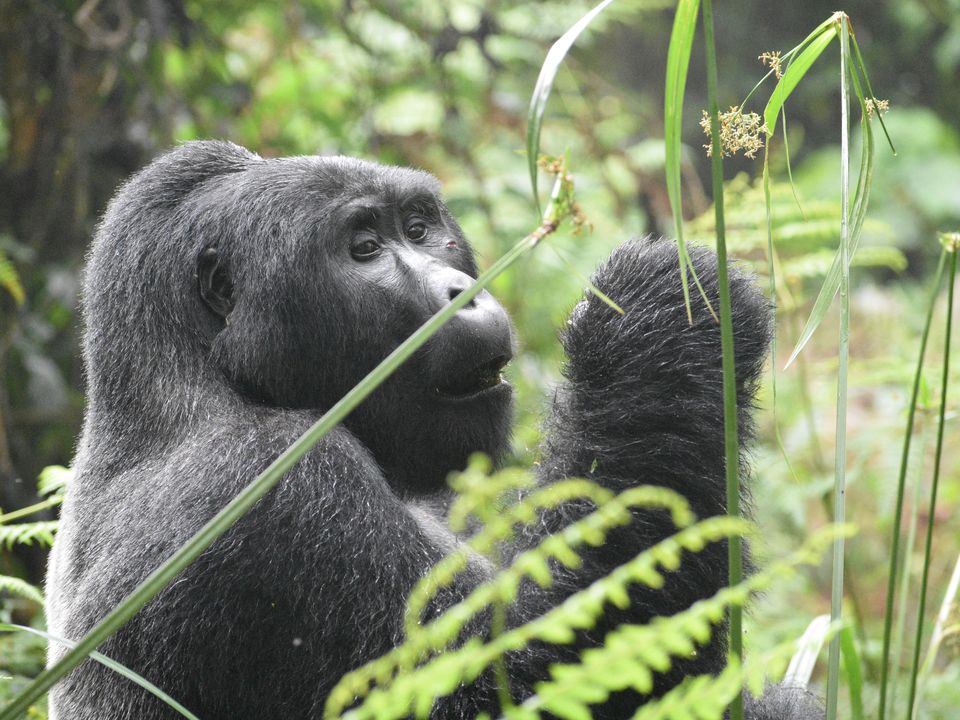 Rondreis Rwanda Volcanoes National Park Gorilla trekking tour