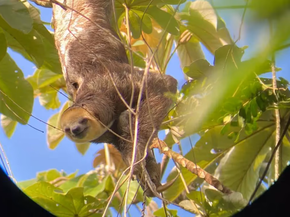 Rondreis Suriname urban wildlife tour Paramaribo Luiaard