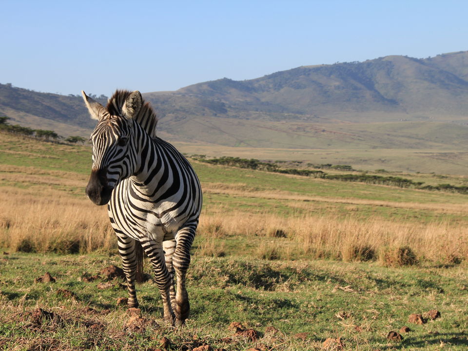 Rondreis Tanzania Lake Manyara Zebra