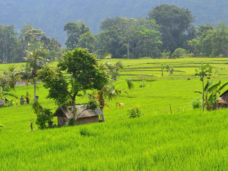 Samanvaya