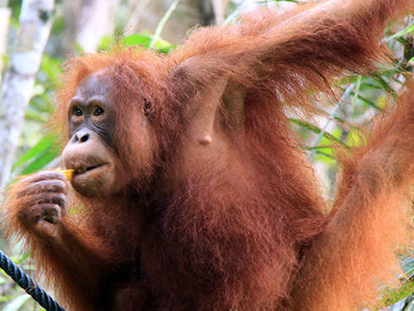 Semenggoh Orangutan