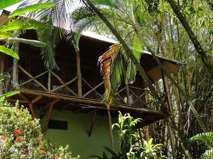 Tabulia Tree Manuel Antonio