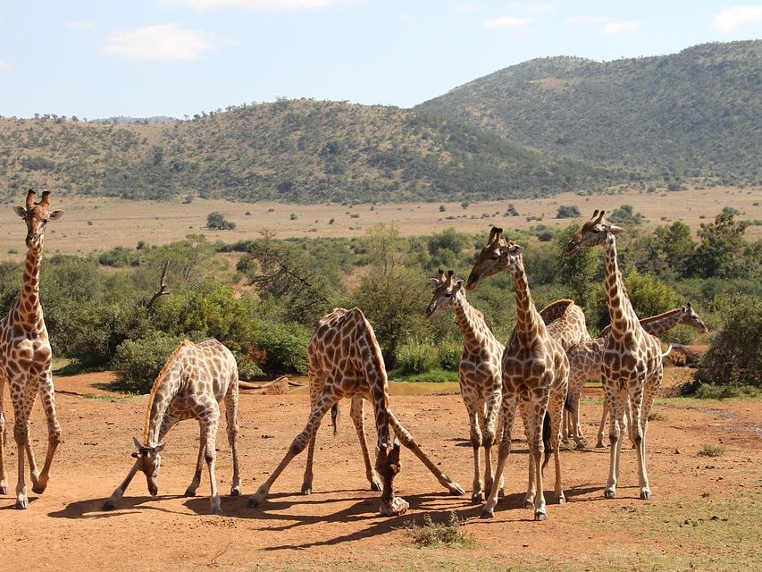 Tshukudu Bush Lodge footer