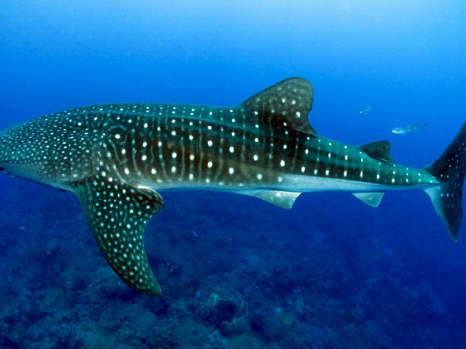 Whale shark header