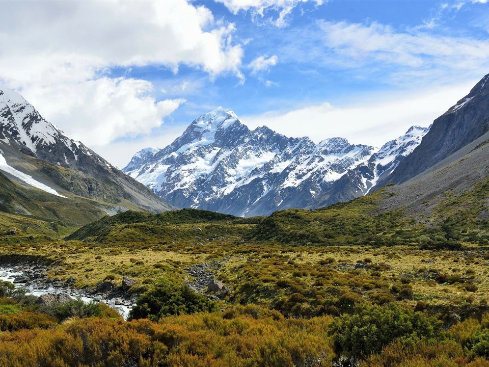 Wild NZ