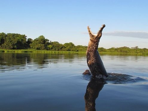 Zuid Pantanal footer