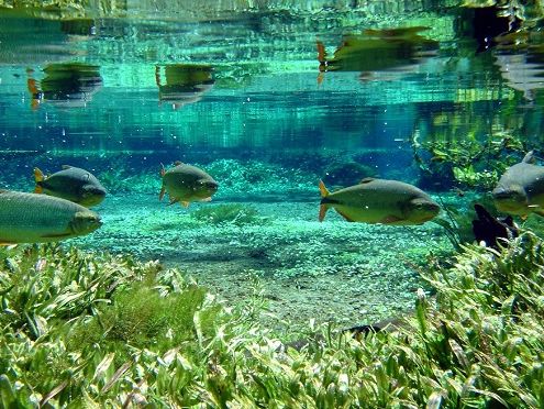 Zuid Pantanal footer