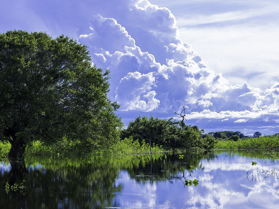 Zuid Pantanal header