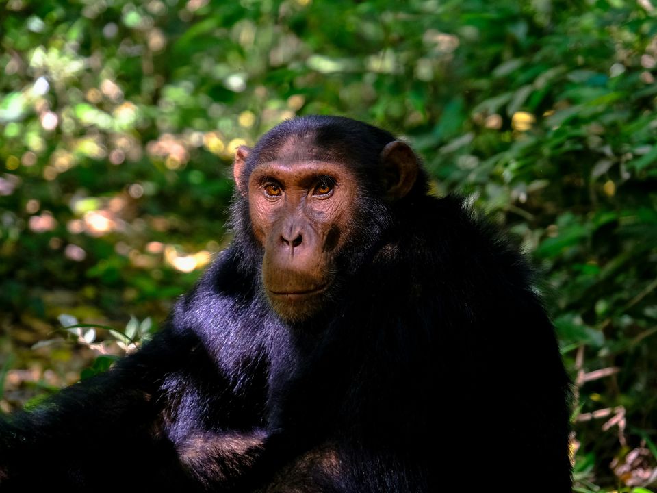 african chimpanzee