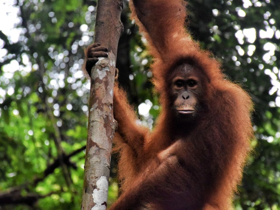bukit lawang