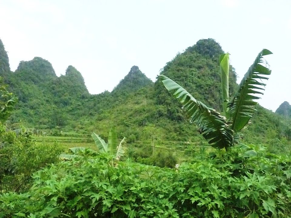 cao son