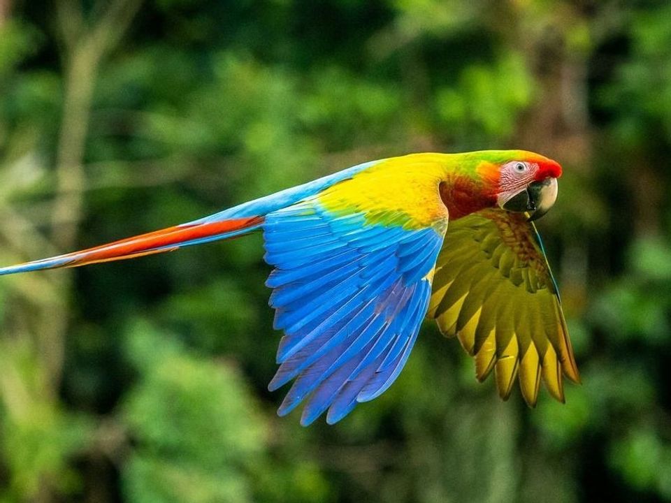 costa rica ara