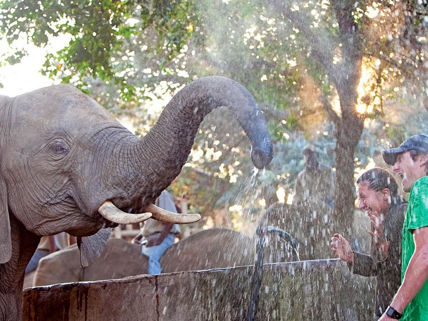 elephant