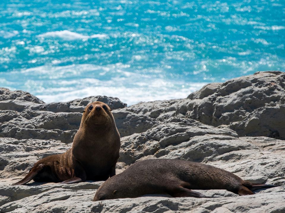 kaikoura wildlife kayak