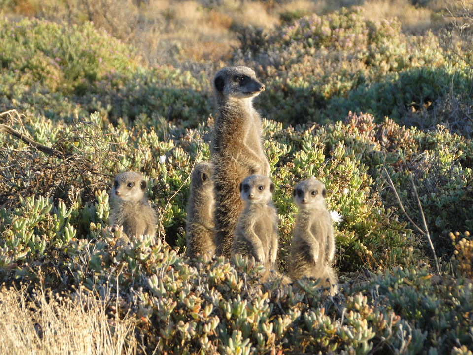 meerkat