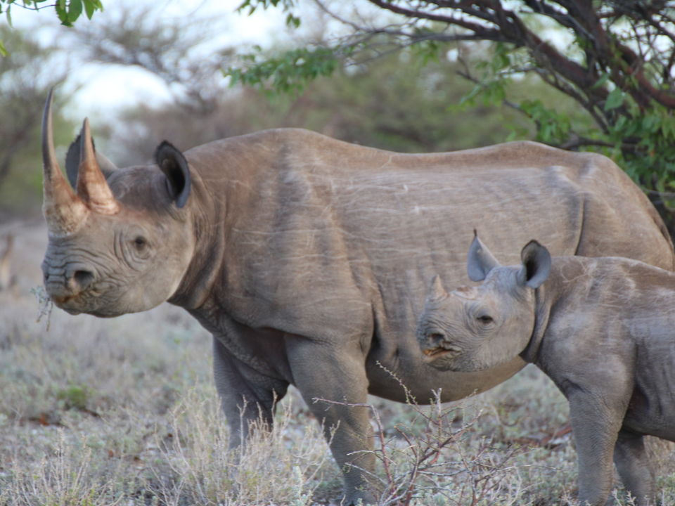 neushoorn