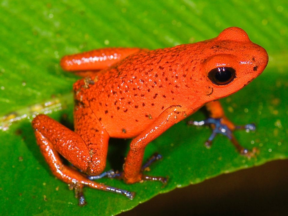 oophaga pumilio strawberry poision frog