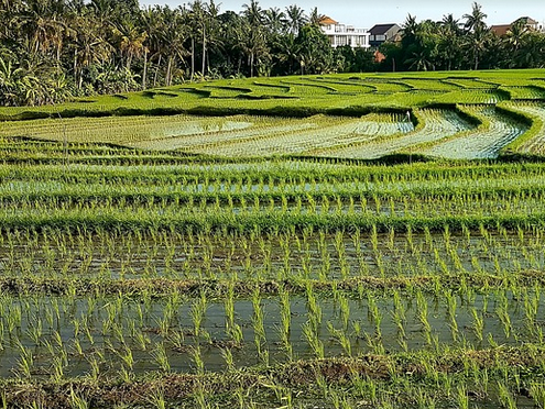 rice field