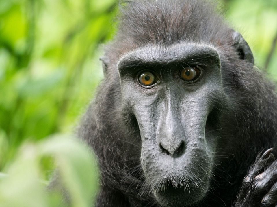 tangkoko