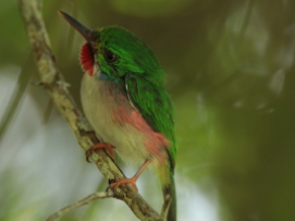 vogels